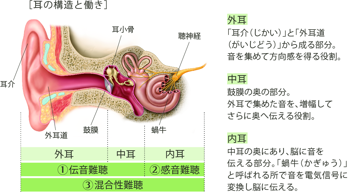 耳の構造と難聴の種類 ファースト補聴器 所沢